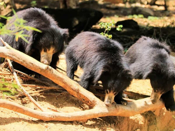 Karnataka’s orphaned bear cubs named after Cricket icons Dhoni and Mithali