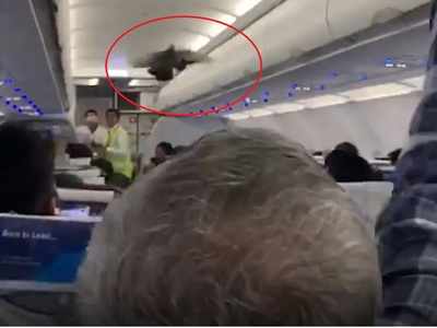 Watch: Pigeons fly inside GoAir flight in Ahmedabad ahead of take-off
