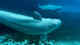 700 whales, dolphins killed across Fargoe Island amid legistative change