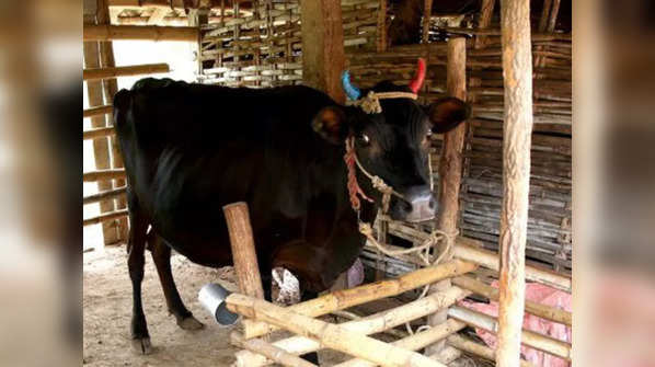 Kerala Vechur Cow: The smallest cattle breed in the world with ...