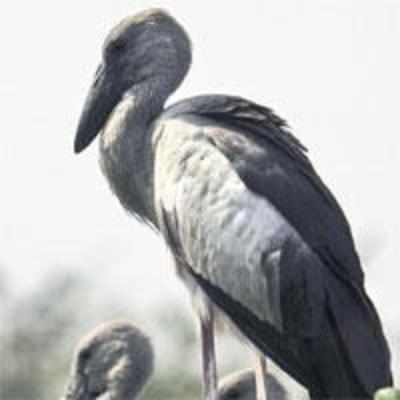 Kanjurmarg to get four-acre bird park