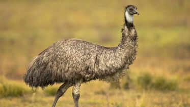 Biggest Bird Species: Discover the Giants of the Skies