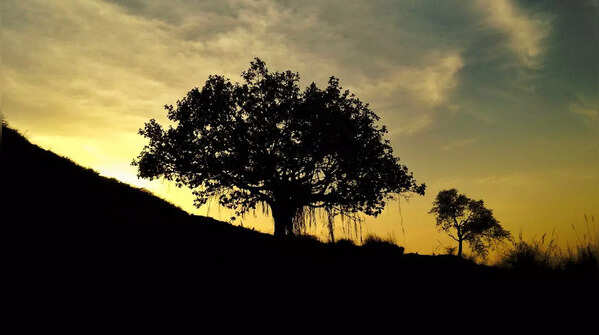 The tree of wishes