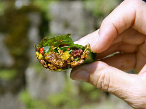 does paan contain tobacco Paan lovers, here are 5 reasons why this mouth freshener is good for you!