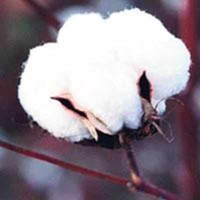 PSU banks' loan bonanza for cotton farmers