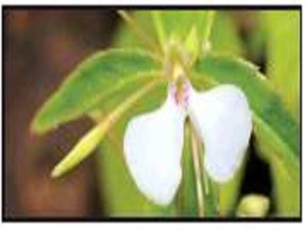 Biodiversity of Goa’s pristine plateaus threatened by rampant urbanisation