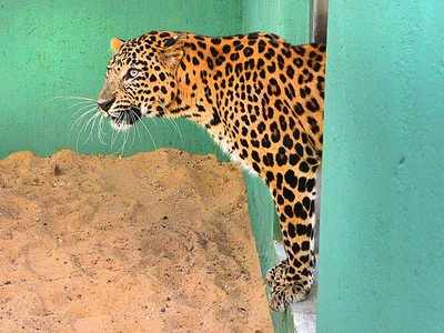 Maharashtra: Leopard suspected to have killed two persons tranquilised