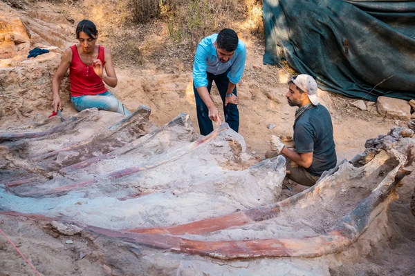 In 2017, a Portuguese man began a garden renovation and found an 82-foot dinosaur that lived 150 million years ago