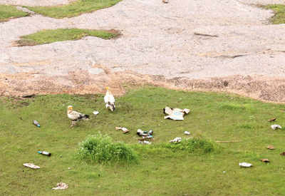 Party near sanctuary, vultures at risk