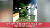 On cam: Pride of Asiatic lions spotted in Junagadh's residential area 