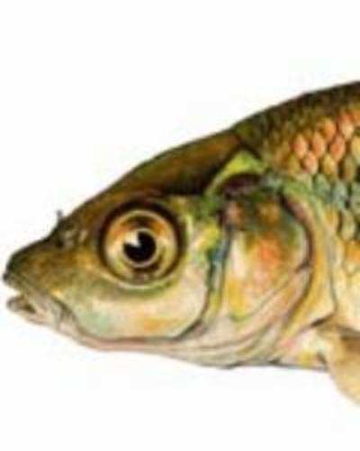 Lalbagh officials give licence to '˜cull' fish