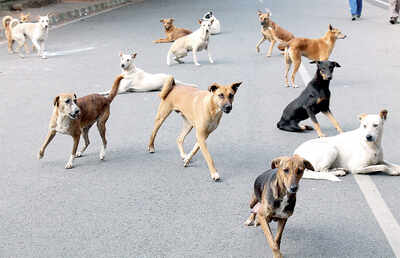 BBMP to track strays with microchips soon