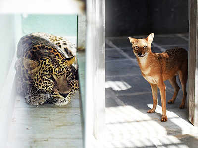 Byculla Zoo welcomes new entrants