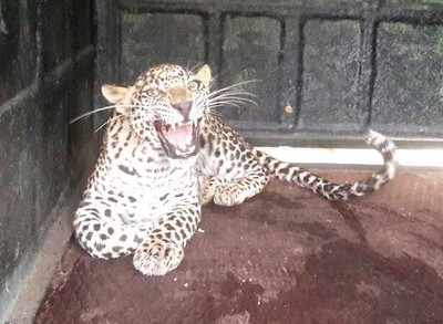 KFD releases ‘ferocious’ leopard held at iftaar