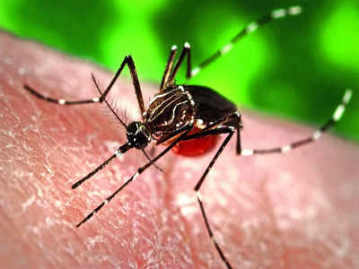 Rising temperatures fuel dengue, chikungunya surge