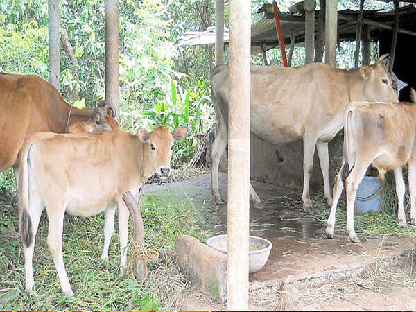 Cannot provide alternative plot to dairy owners, says MCB <b></b>