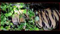 Tiger found dead in Maharashtra’s Chandrapur 