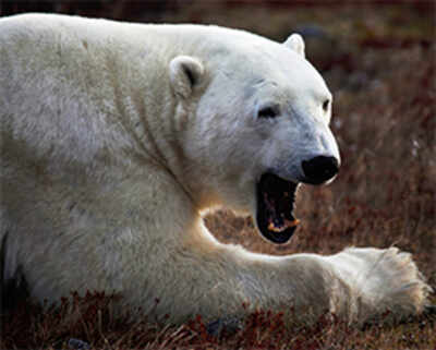 Travel: Walking with polar bears in Manitoba