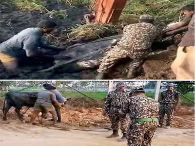 Cow rescued after it falls into Varthur Lake