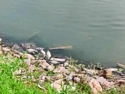 Fish left gasping in Agara Lake