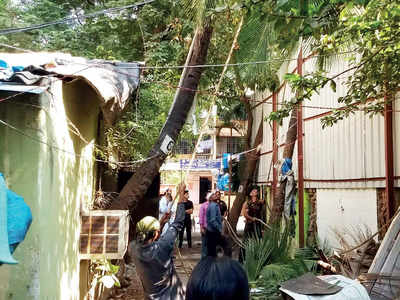 10 trees hacked in Versova as BMC depts fail to communicate