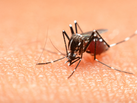 Deadly dengue is back! Here's what is different this year