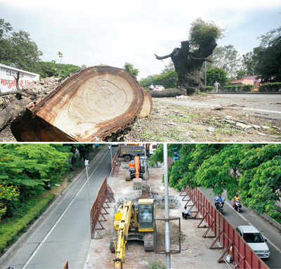 Maharashtra: New Trees Protection and Preservation Act makes hacking up to 25 trees easy
