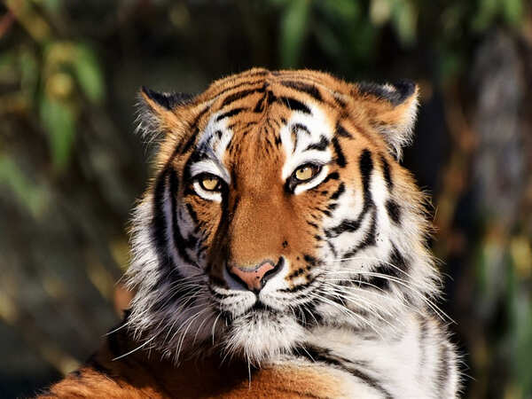 Tiger poachers get away with murder