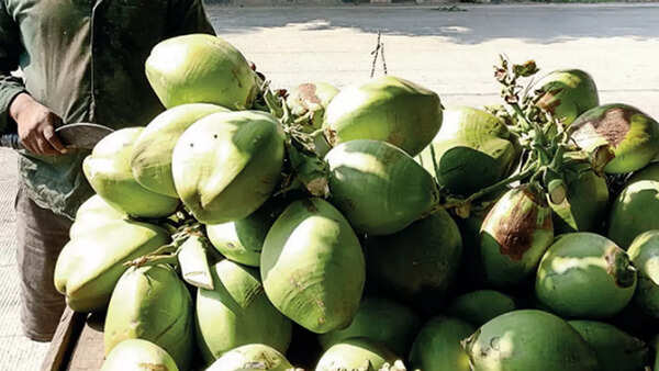 Pricey respite from heat: Tender coconut rates breach Rs 40-mark in Raipur