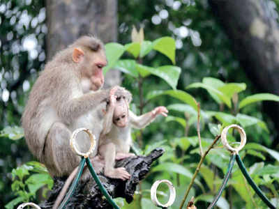 Story behind the photo: Monkey baat