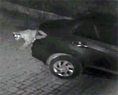 Leopard snatches pet dog from Thane bungalow