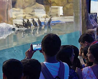 On day 1, over 15,000 turn up to see penguins