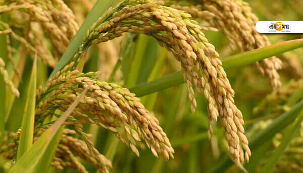 High levels of 'arsenic' present in Bengal's favourite parboiled rice