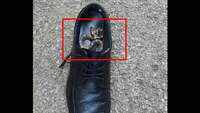 Madhya Pradesh: Snake hiding in shoe bites Panna SP 