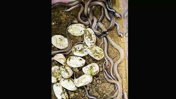 13 cobras brought to life in box at Bhandup home