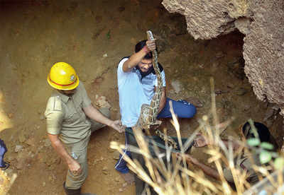 Pythons rescued from unused well in Udupi