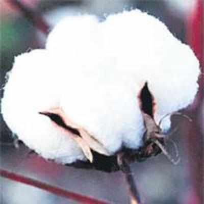 East India Cotton to