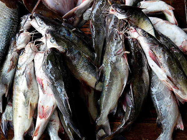 Nothing fishy about this delicacy