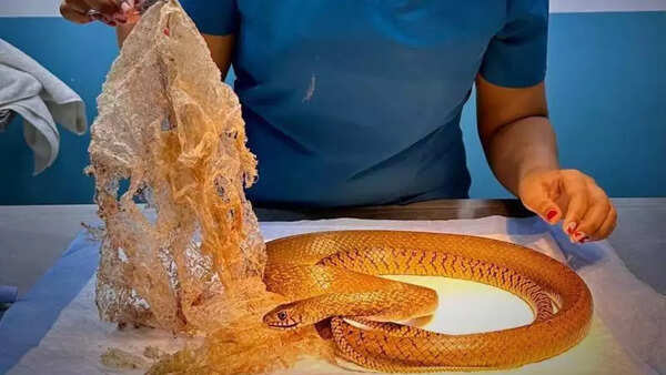100 gram plastic pulled out of snake’s tummy in Mumbai