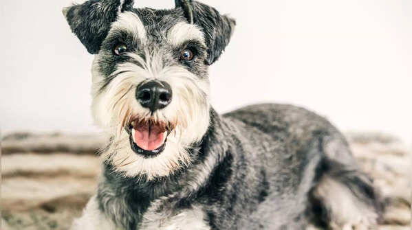 Miniature Schnauzer