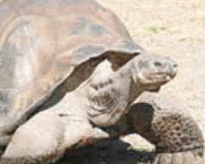 Tortoises learn how to use touchscreens