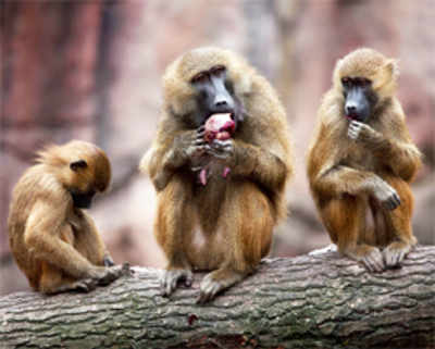 Baboons help trace evolution of human voice