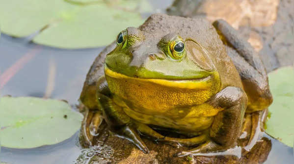 Bullfrog  