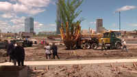 Oklahoma City bombing 'Survivor Tree' DNA to live on 