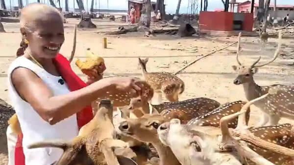 Meet Andaman's 'Deer Woman' Anuradha Rao and her 25-year journey to foster trust between humans, wildlife