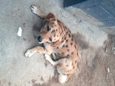 Stray dog in leopard’s guise spotted in Domlur on Holi