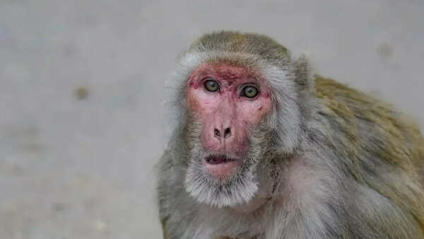 Rogue monkey bites 43 over 2 days in Maharashtra village
