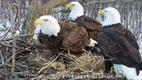 Bald eagle trio raises eaglets in Illinois nest 