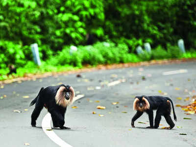 Mysuru marks masterly macaque success story