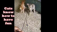 Cats know how to have fun 